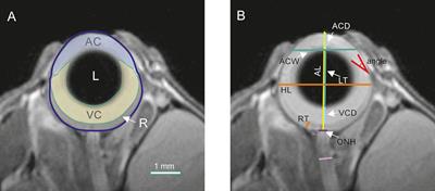 Changes of Ocular Dimensions as a Marker of Disease Progression in a Murine Model of Pigmentary Glaucoma